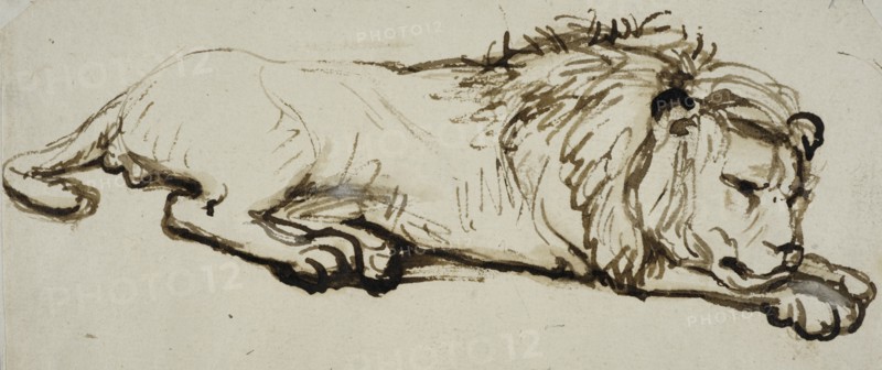 Sleeping lion. Creator: Rembrandt Harmensz van Rijn.