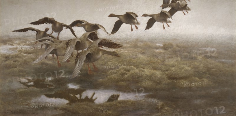 Wildgeese Settling, 1907. Creator: Bruno Liljefors.