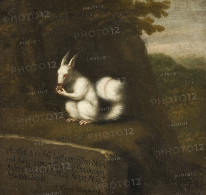 White Squirrel in a Landscape, 1697. Creator: David Klocker Ehrenstrahl.