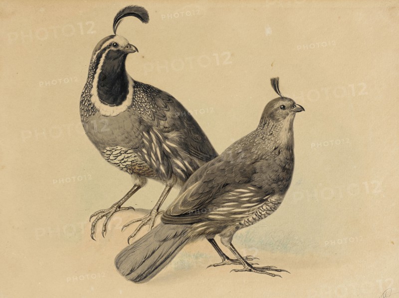 Gamble Quail, 1858. Creator: Charles Christian Nahl.