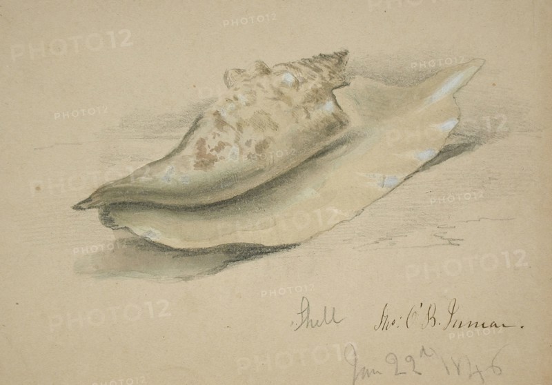 Conch Shell, 1846. Creator: John O'Brien Inman.