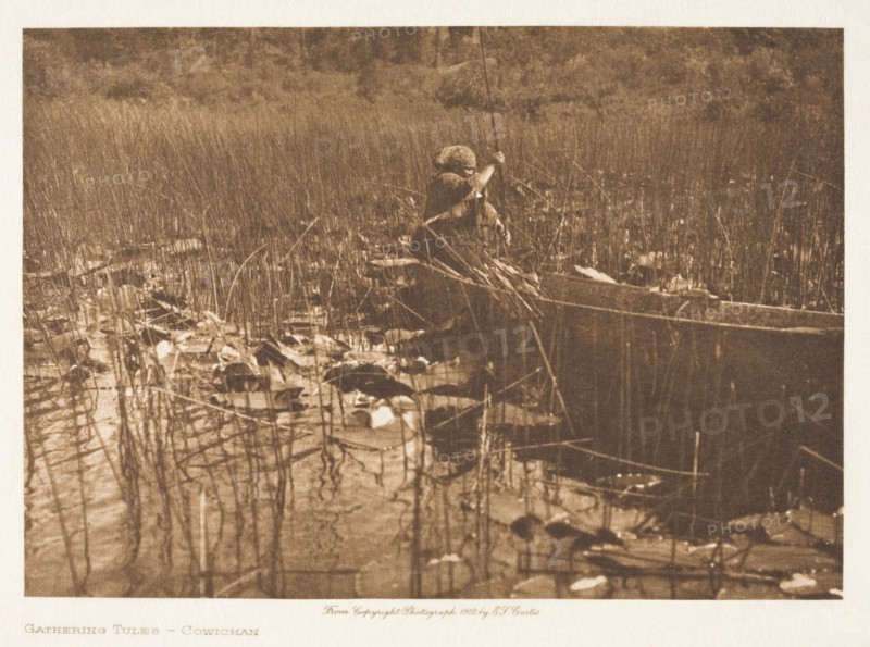 Gathering Tules-Cowichan, 1912. Creator: Edward Sheriff Curtis.
