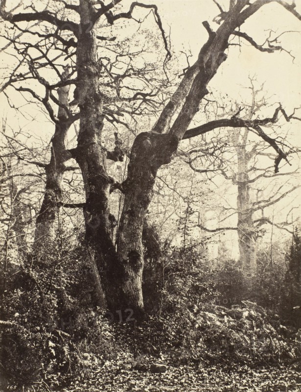 Près le Bodmer (Close to the Bodmer Oak), c.1858. Creator: Eugène Cuvelier.
