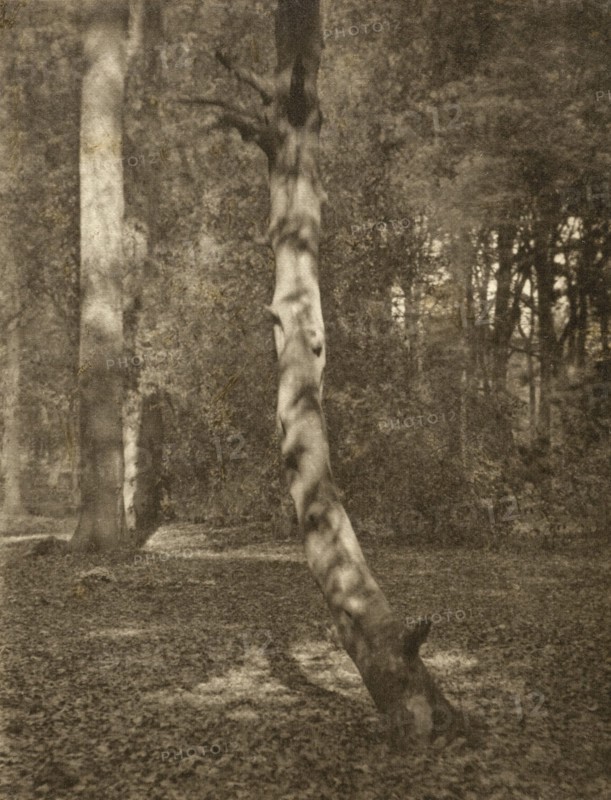 In Deerleap Woods, Printed 1900 circa. Creator: Frederick Henry Evans.