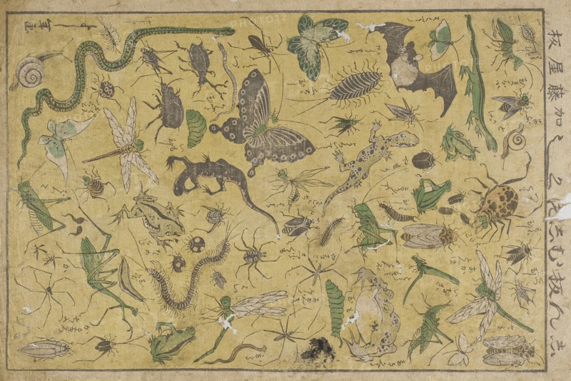 Insects, 19th century. Creator: Tsukioka Yoshitoshi.