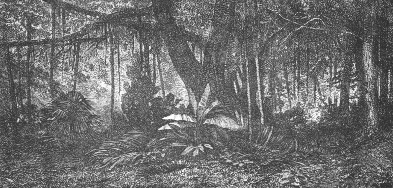 'Forest in Java; Speculations concerning Former Southern Geographies', 1875. Creator: Unknown.
