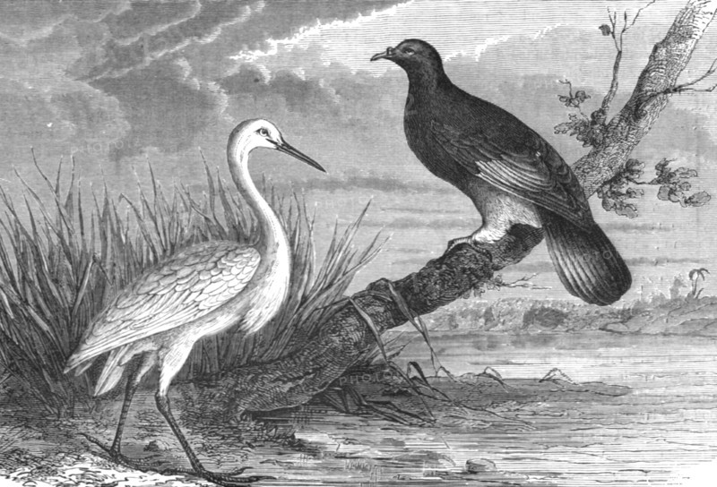'New Caledonian Heron and the Notu Pigeon; Some Account of New Caledonia', 1875. Creator: Unknown.