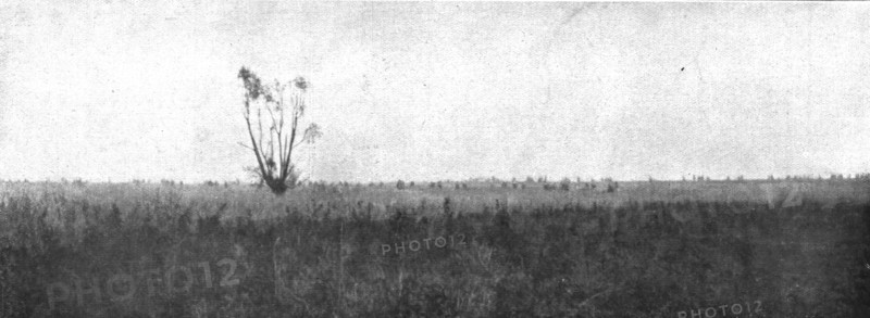 'Notre Attaque du 12 septembre 1916 ; Le saule est depasse ; nos fantassins, detaches en silhouettes Creator: Unknown.