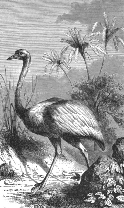 'South American Ostrich; Old South American Geographies', 1875. Creator: Unknown.