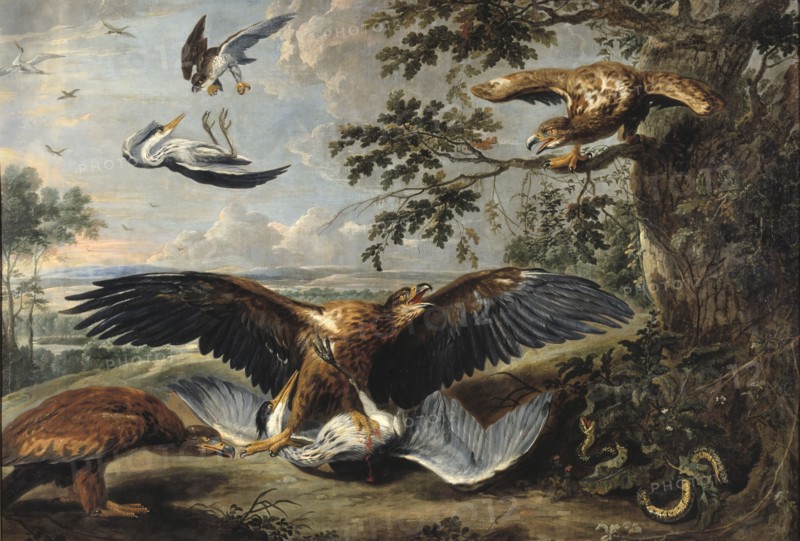 Fight between Eagles, mid-17th century. Creator: Workshop of Pieter Boel.