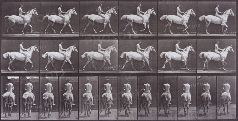 Animal Locomotion, Printed 1887. Creator: Eadweard J Muybridge.