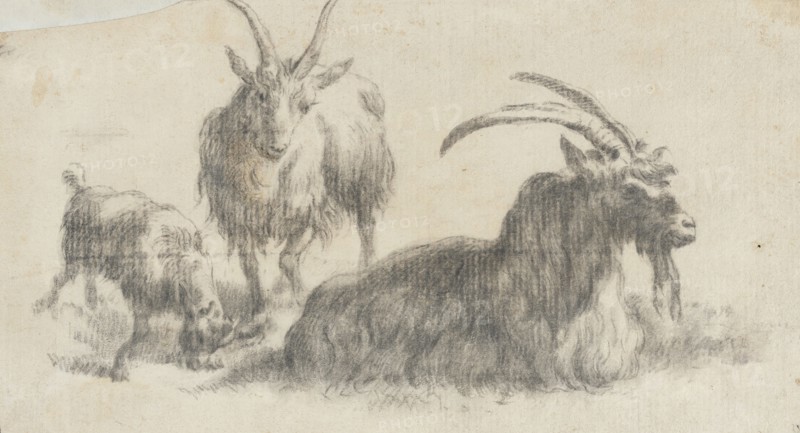 Ram, Ewe and Kid, 17th century. Creator: Marcus de Bye.
