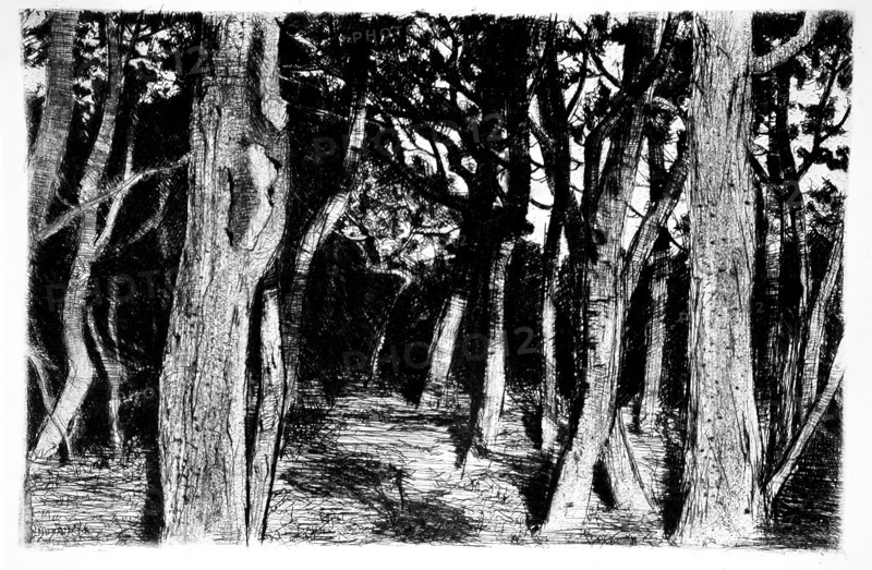 Group of trees, c1896. Creator: Walter Leistikow.