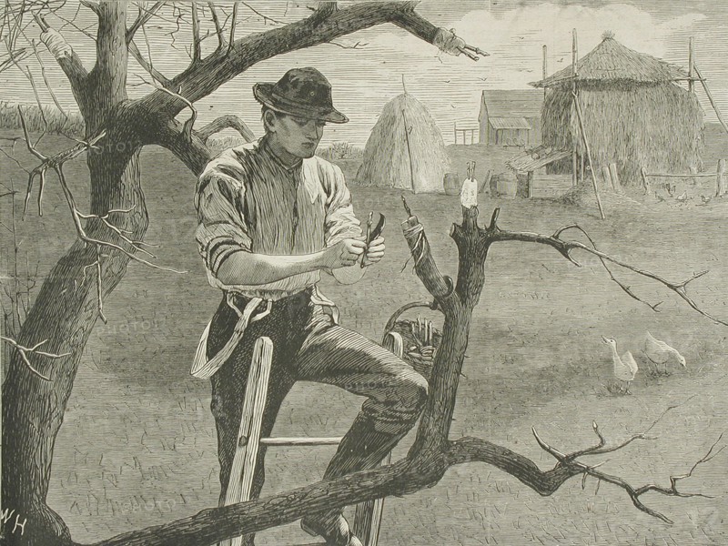 Spring Farm Work - Grafting, 1870. Creator: Unknown.