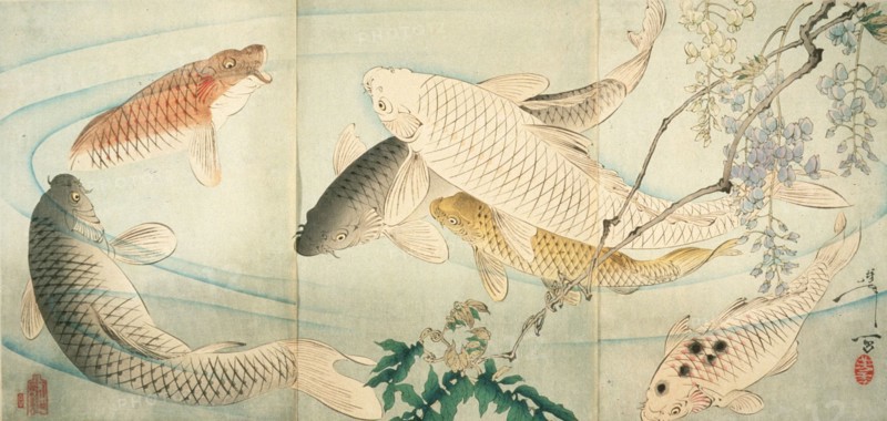 Carp with Wisteria, c1889. Creator: Tsukioka Yoshitoshi.