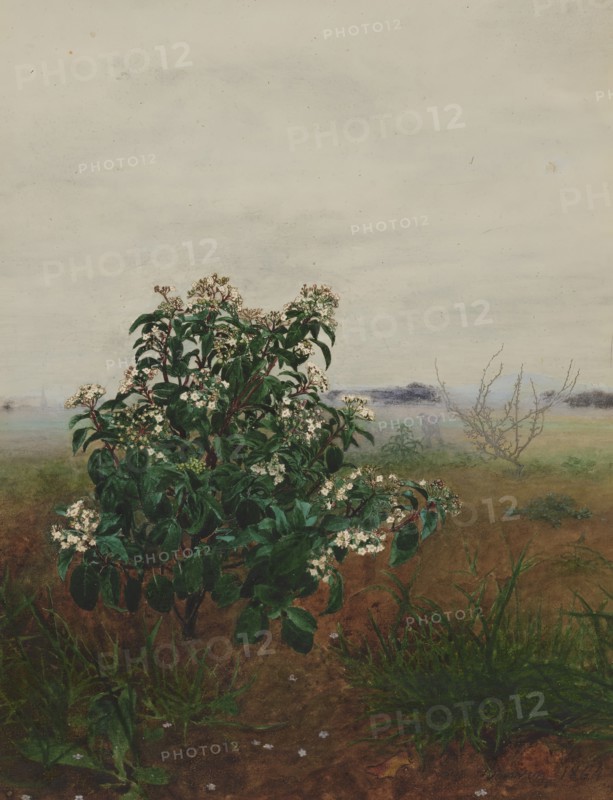Flowering Laurustinus in front of a Landscape, 1864. Creator: Leon Bonvin.