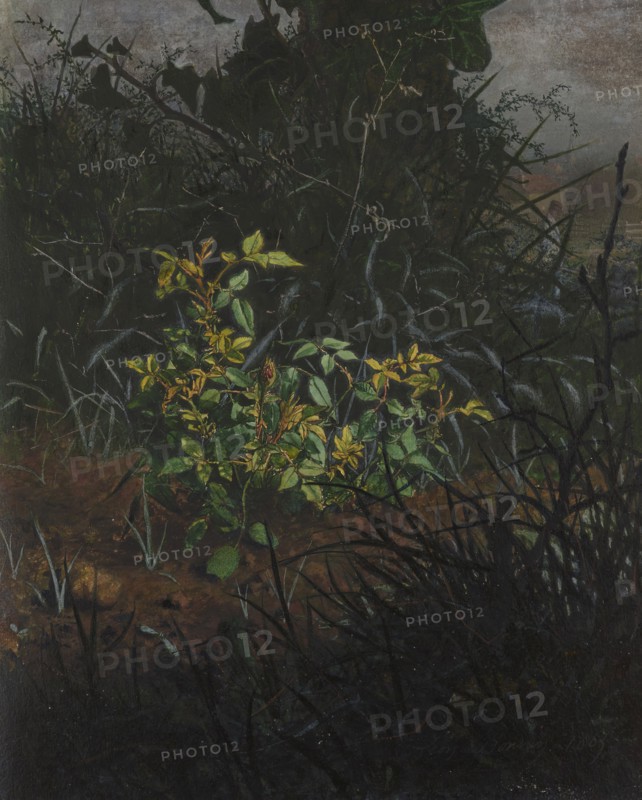 Rose Bush in a Thicket, 1865. Creator: Leon Bonvin.