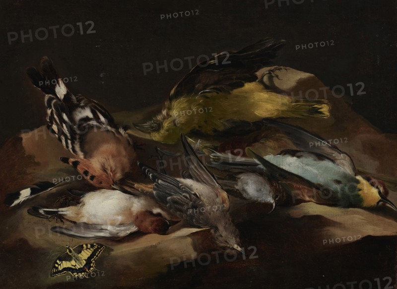 Still Life of Birds and a Butterfly, c1650. Creator: Unknown.