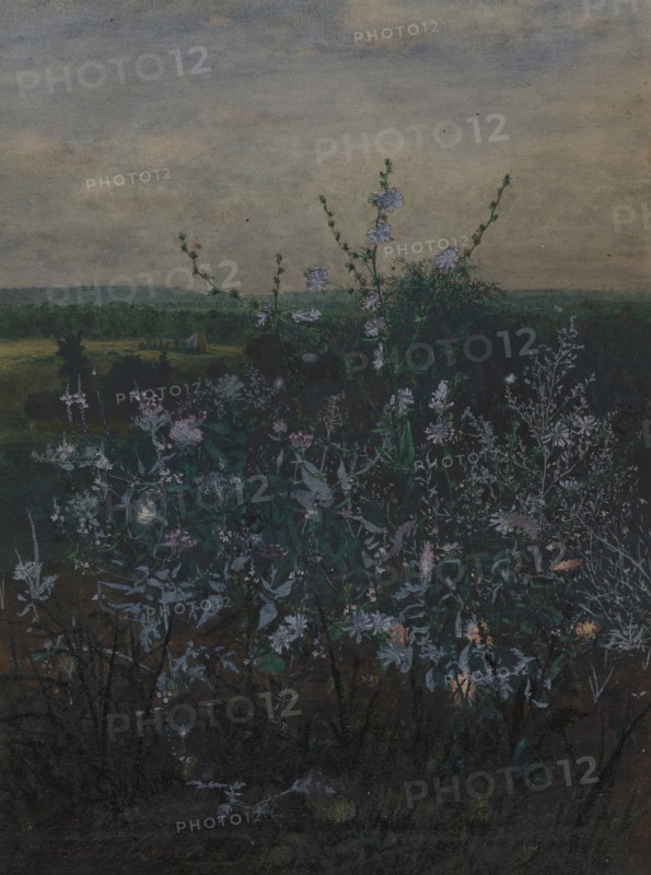 Wild Chicory in front of a Landscape, 1864. Creator: Leon Bonvin.