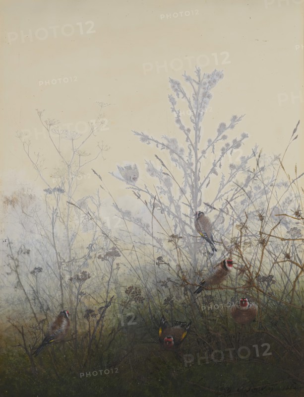 Goldfinches, 1864. Creator: Leon Bonvin.