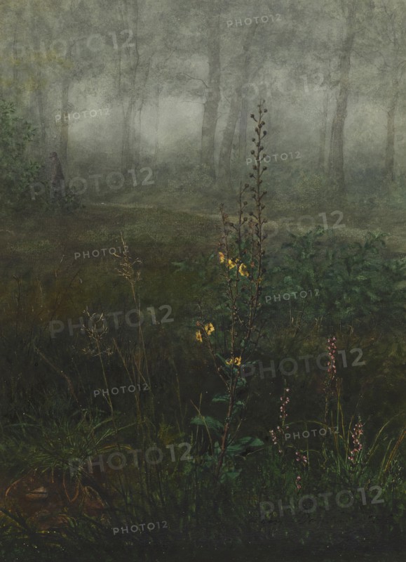 Gray Mullein in the Undergrowth, 1865. Creator: Leon Bonvin.