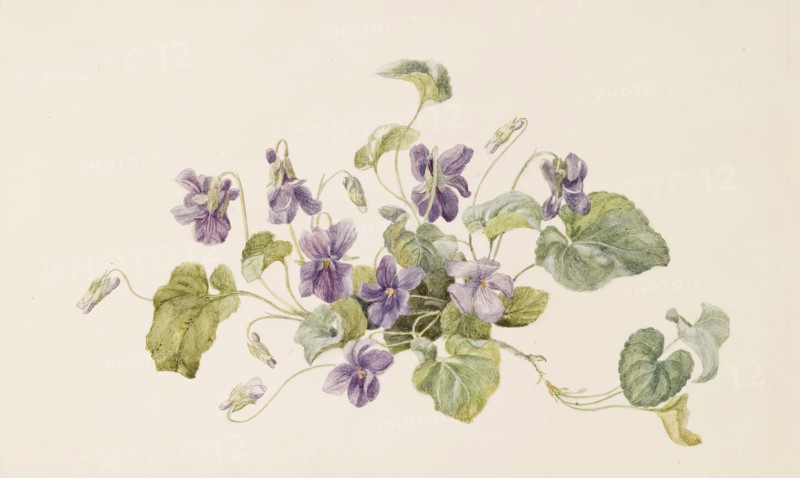 Violets, c1875. Creator: Gerardina Jacoba van de Sande Bakhuyzen.