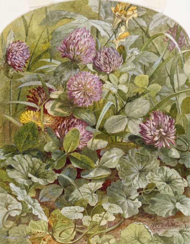 Red Clover with Butter-and-Eggs and Ground Ivy, 1860. Creator: William Trost Richards.