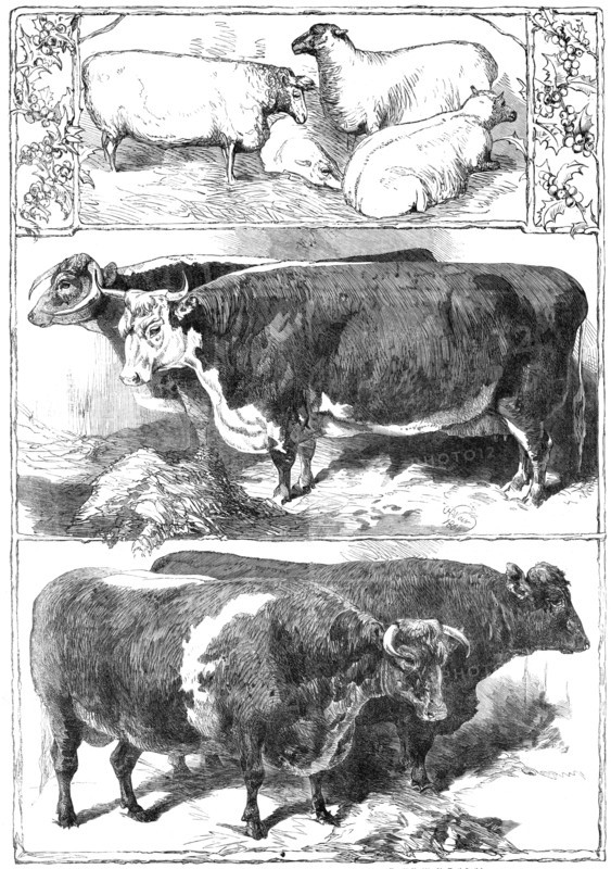 Prize animals of the Smithfield Club Cattle Show, 1860. Creator: Unknown.