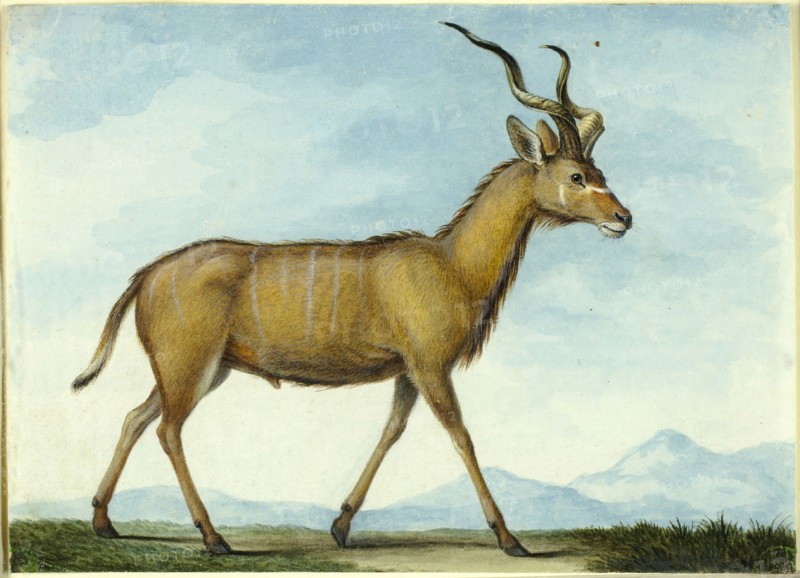 A Kudu, n.d. Creator: Nicholas Huet II.