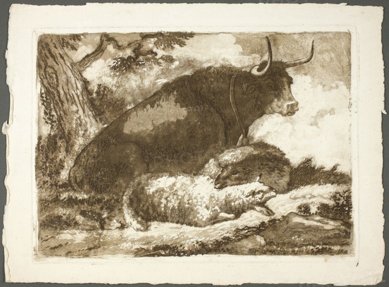 A Bull and Two Sheep, n.d. Creator: Pierre Lelu.