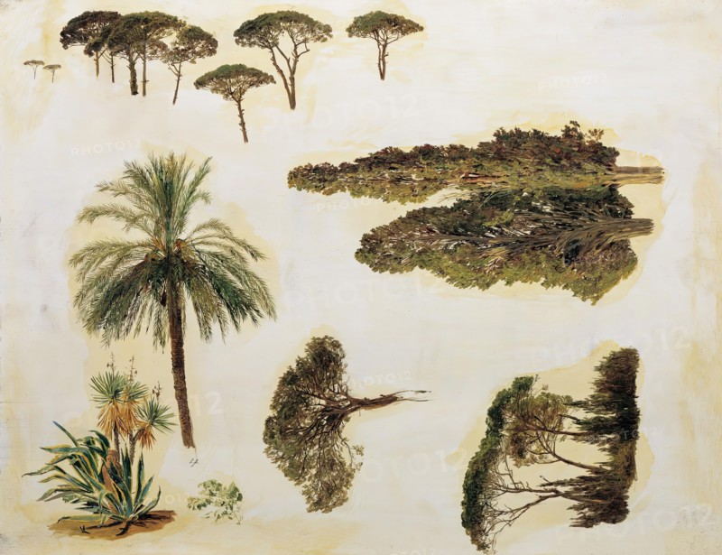 Tree Studies from Rome, 1846. Creator: Ferdinand Georg Waldmuller.