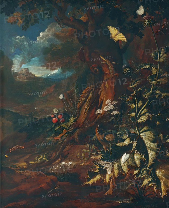 Landscape with reptiles and insects (I), c1730/1740. Creator: Johann Adalbert Angermayer.