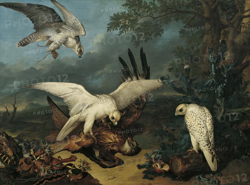 A red kite defeated by Icelandic falcons, c1745. Creator: Philipp Ferdinand de Hamilton.