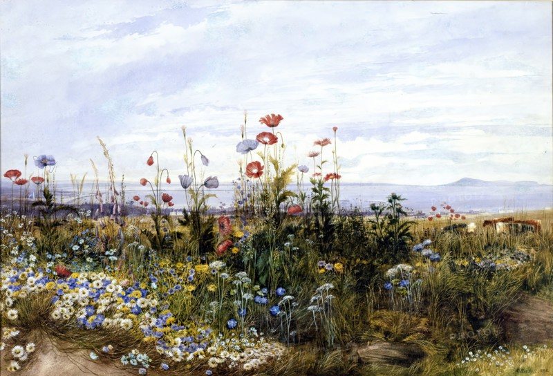 Wildflowers with a View of Dublin Bay from Kingstown, 1830s. Creator: Andrew Nicholl.