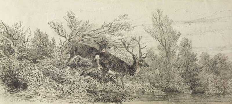 Stag In The Woods, 19th century. Creator: Karl Bodmer.