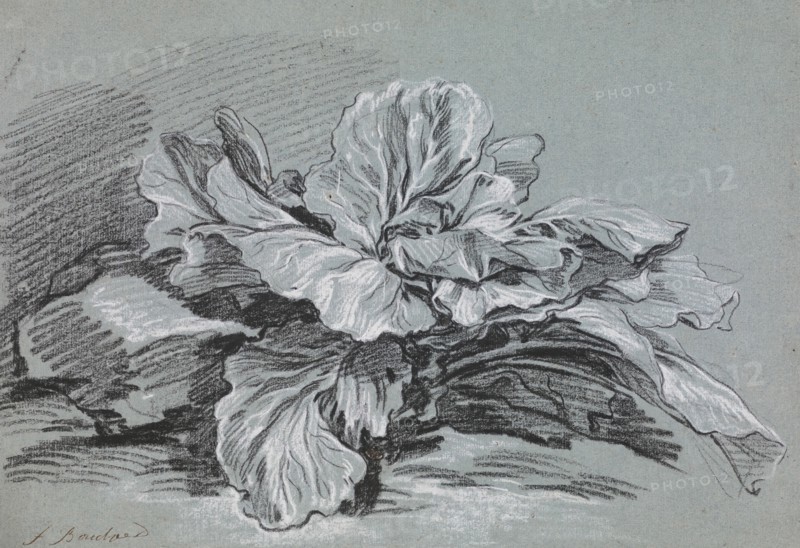 Study of a Cabbage, c1735. Creator: Francois Boucher.