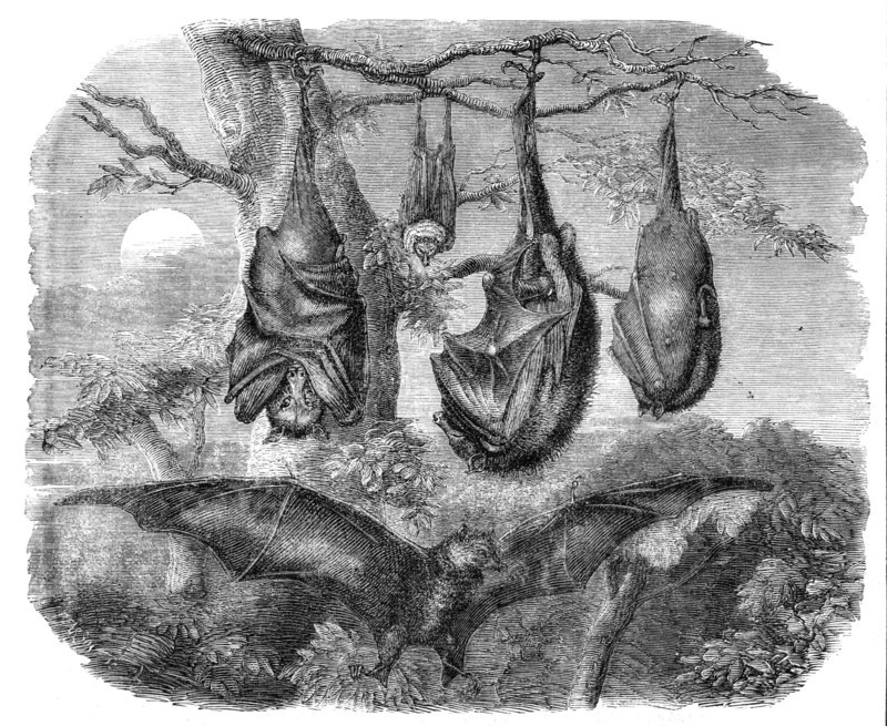 Flying Foxes recently added to the Zoological Society's Gardens, Regent's Park, 1861. Creator: Unknown.