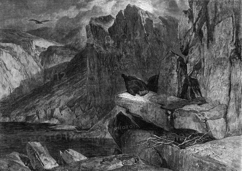 The Eagle's Nest, by Sir E. Landseer in the South Kensington Museum, 1861. Creator: W Thomas.