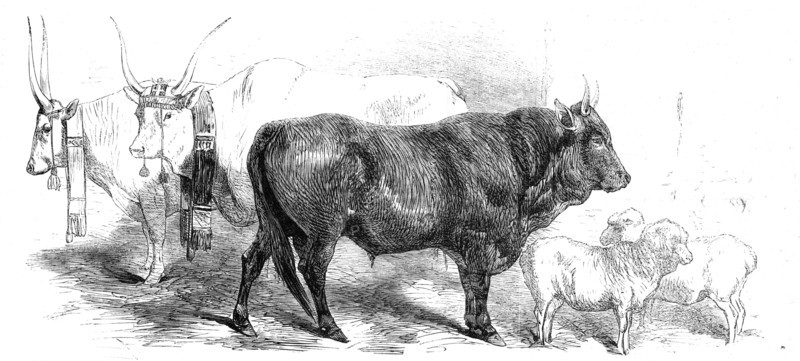Animals at the Florence Exposition: pair of oxen from the Royal Domain of the..., and Merino, 1861. Creator: Unknown.