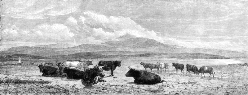 Cattle on the Sands, near Port Madoc, North Wales, by H. B. Willis, in Mr. Flatou's..., 1861. Creator: Unknown.