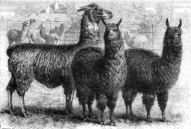 Mr. Ledger's alpacas and llamas at Sophienburg, the seat of Mr. Atkinson, New South Wales, 1861. Creator: Pearson.