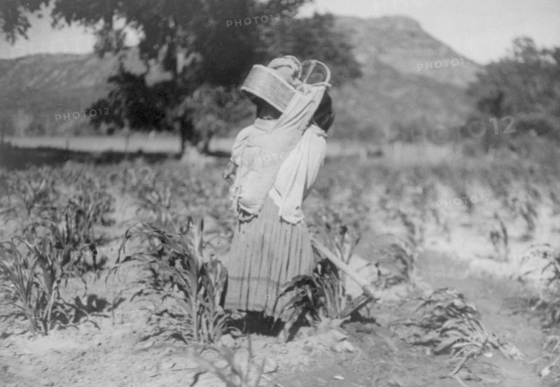The cornfield, c1906. Creator: Edward Sheriff Curtis.