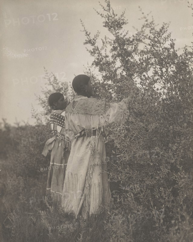 Buffalo berry gatherers-Mandan, c1908. Creator: Edward Sheriff Curtis.