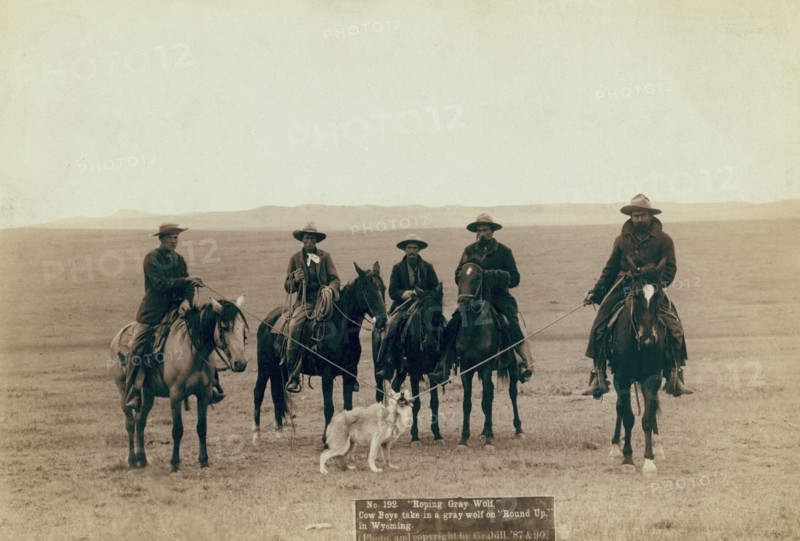Roping gray wolf, Cowboys take in a gray wolf on "Round up," in Wyoming, 1887. Creator: John C. H. Grabill.