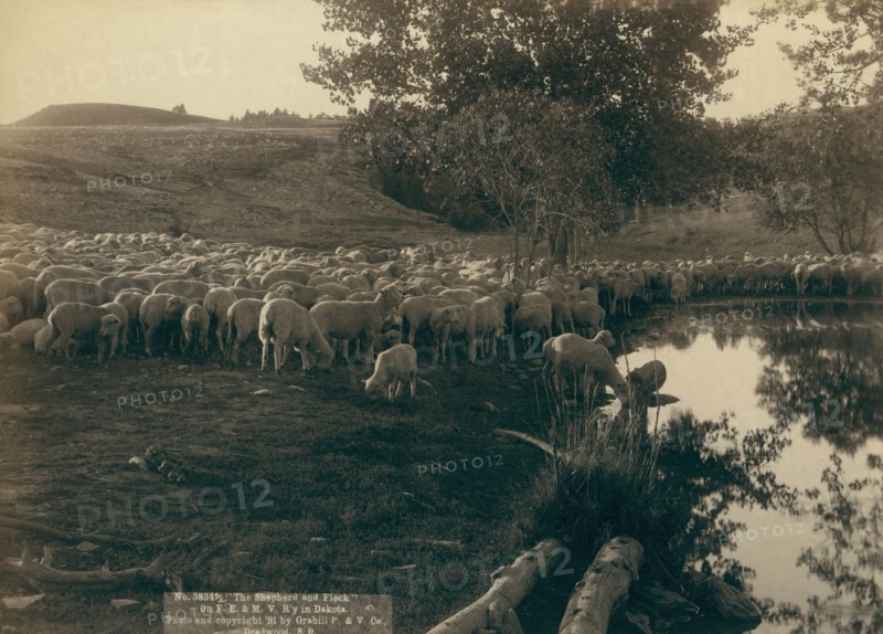 The shepherd and flock On FE & MV R'y in Dakota, 1891. Creator: John C. H. Grabill.