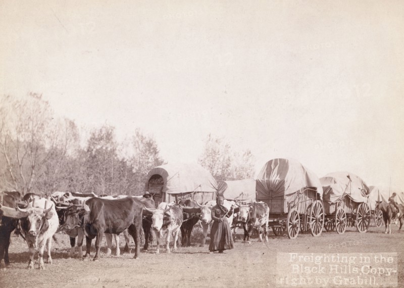 Freighting in the Black Hills, between 1887 and 1892. Creator: John C. H. Grabill.
