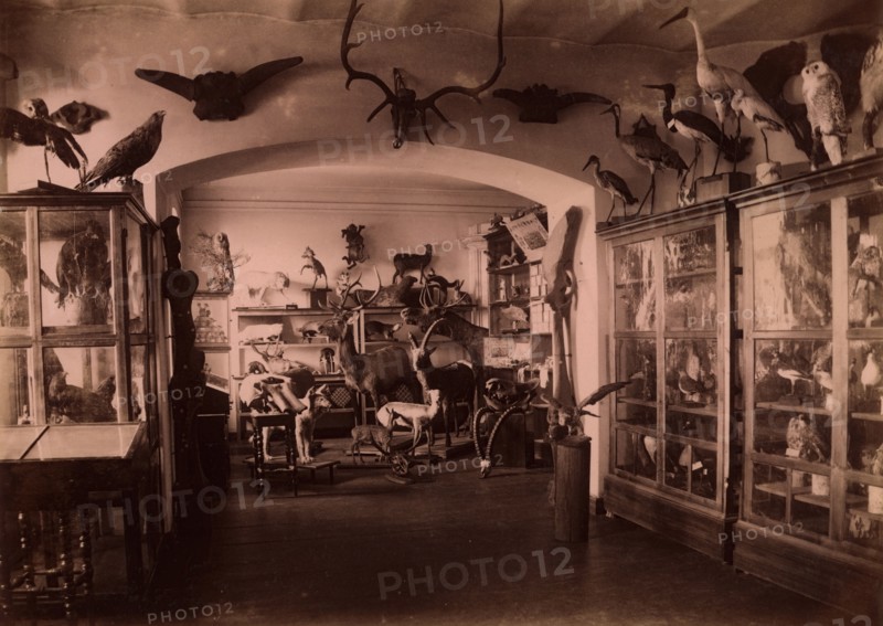 Collection of West Siberian Animals and Plants, 1889. Creator: N Terekhov.