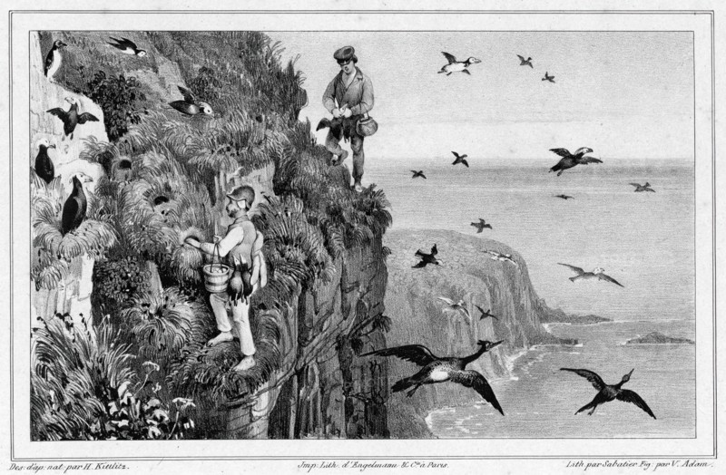 Kamchatka, Hunting Puffins, 19th century. Creators: Friedrich Heinrich Kittlitz, Victor Adam, Godefroy Engelmann, Leon Jean-Baptiste Sabatier.
