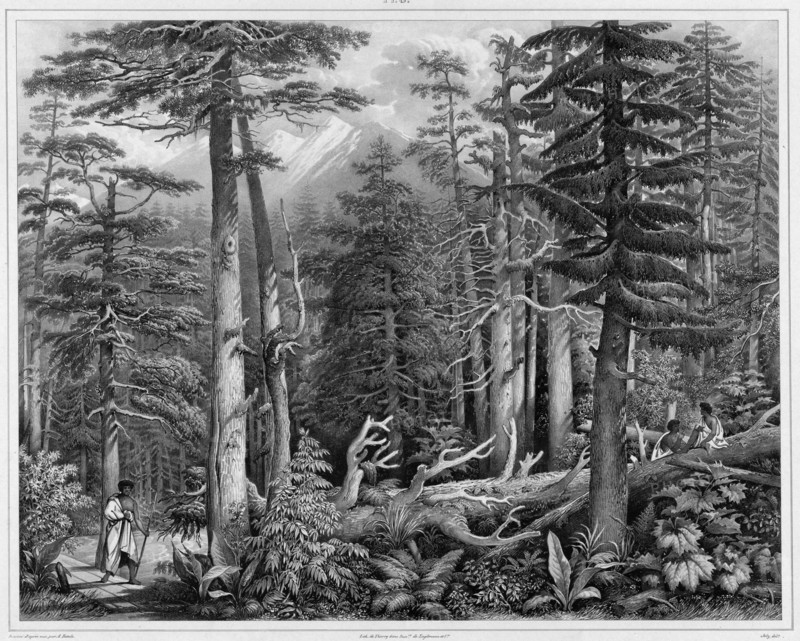 Forest of Sitka Island (northwest coast of America), 19th century. Creators: Alexander Postels, Godefroy Engelmann.