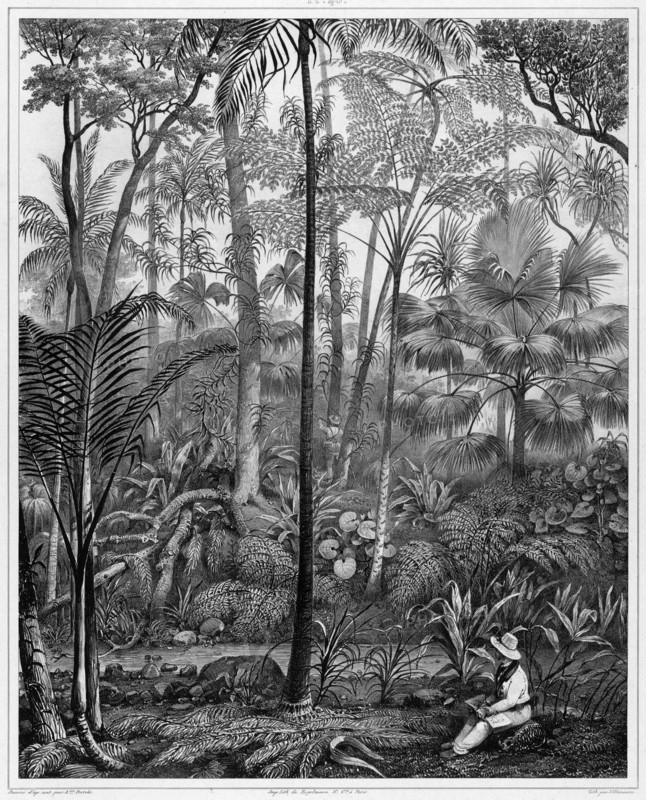 View Taken in the Woods, Bonin Islands, 19th century. Creators: Alexander Postels, Godefroy Engelmann, Louis Jules Federe Villeneuve.